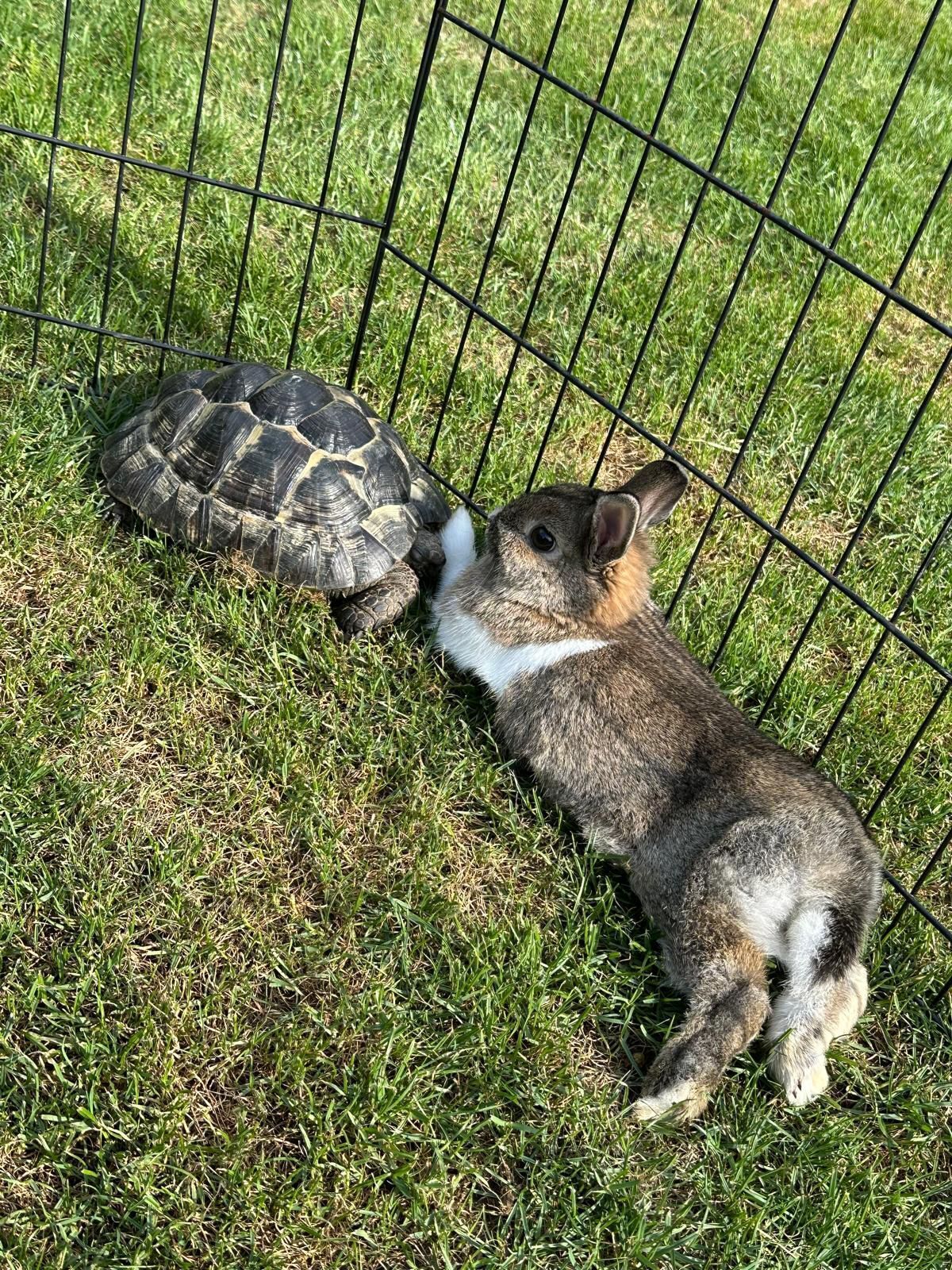 Een schildpad en een haas in een gazon omheind door een metalen hek.