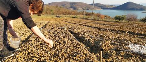 Una persona trabajando en un campo con hileras de cultivos, una masa de agua y colinas al fondo.