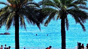 A coastal view with palm trees, a cyclist, and a distant ship.