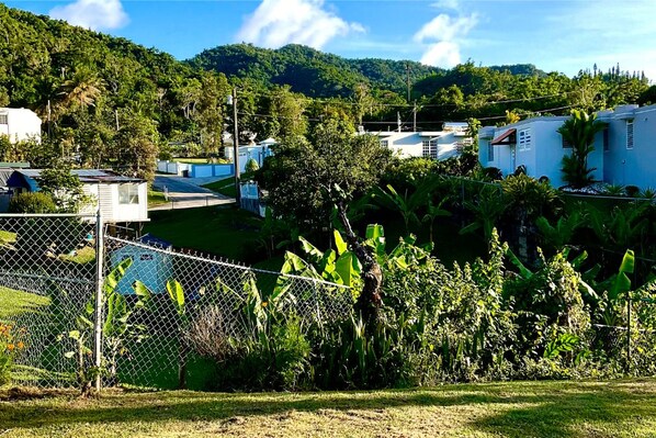 A residential area with houses, a fenced yard, and lush greenery.