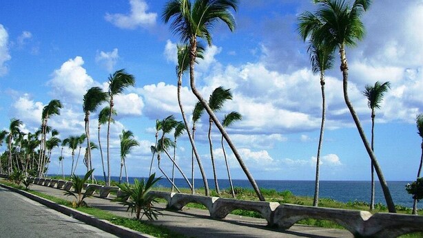 A coastal road lined with palm trees and a view of the ocean.