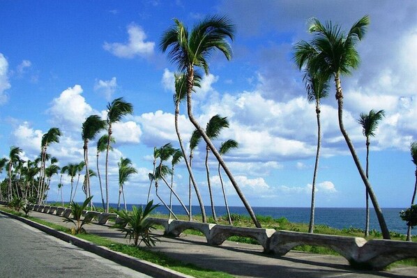 A coastal road lined with palm trees and a view of the ocean.