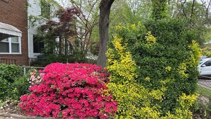 Ein Wohngebiet mit einem Ziegelhaus, einem Baum und einer Hecke mit rosa und gelben Blüten.