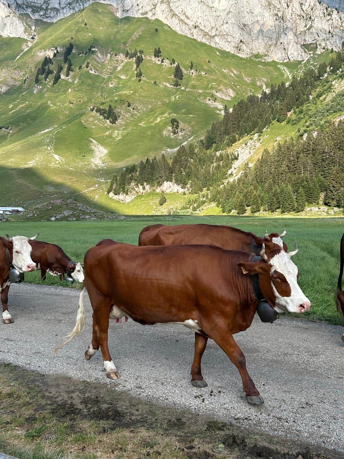 Paisaje rural con un camino de grava, vacas y montañas al fondo.