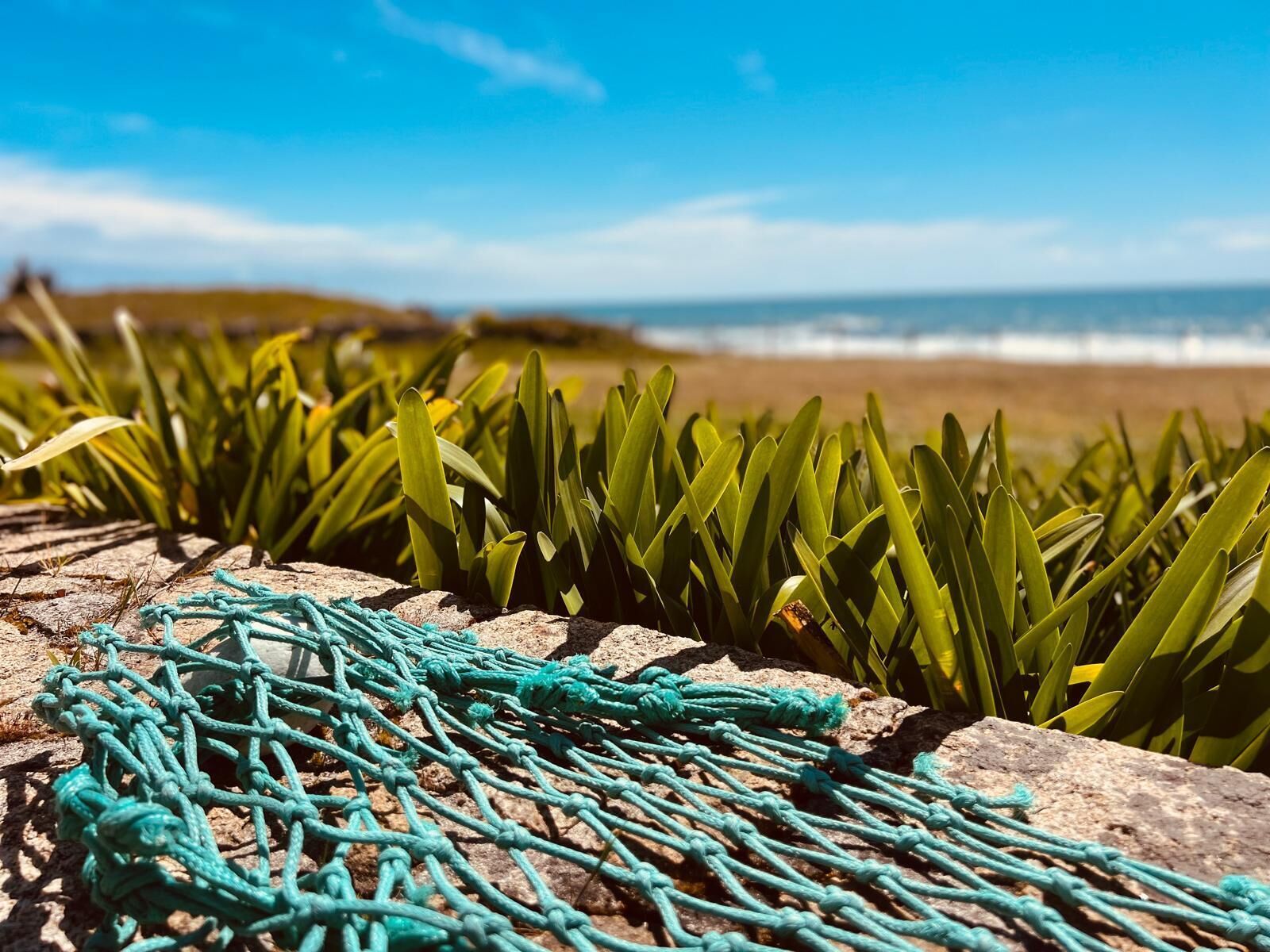 A rope barrier with green plants in the foreground and a beach with waves in the background.