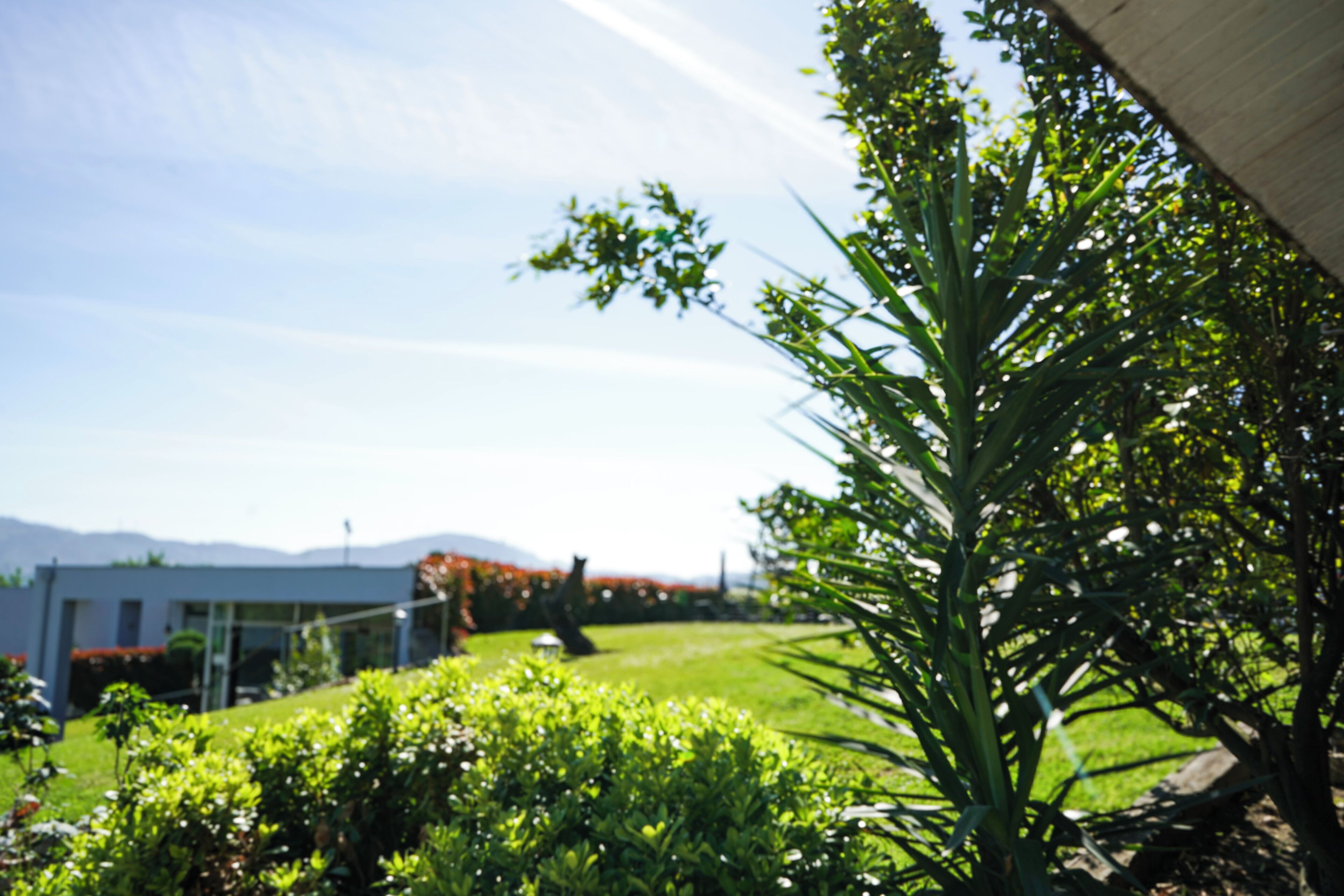 A garden with a variety of plants and a building in the background.