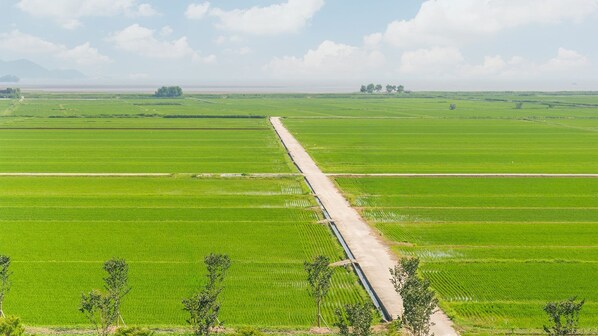 A vast agricultural landscape with a long, straight path cutting through green fields. - Suncheon The Sky Pool Villa (Suncheon)