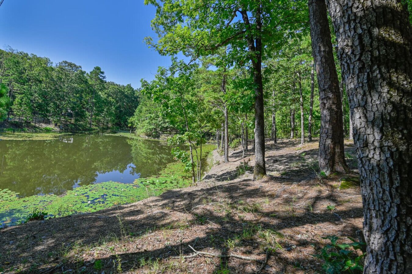 A forested area with a pond, trees, and a clear sky.