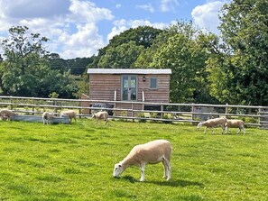 A small wooden cabin with a fenced pasture containing grazing sheep.