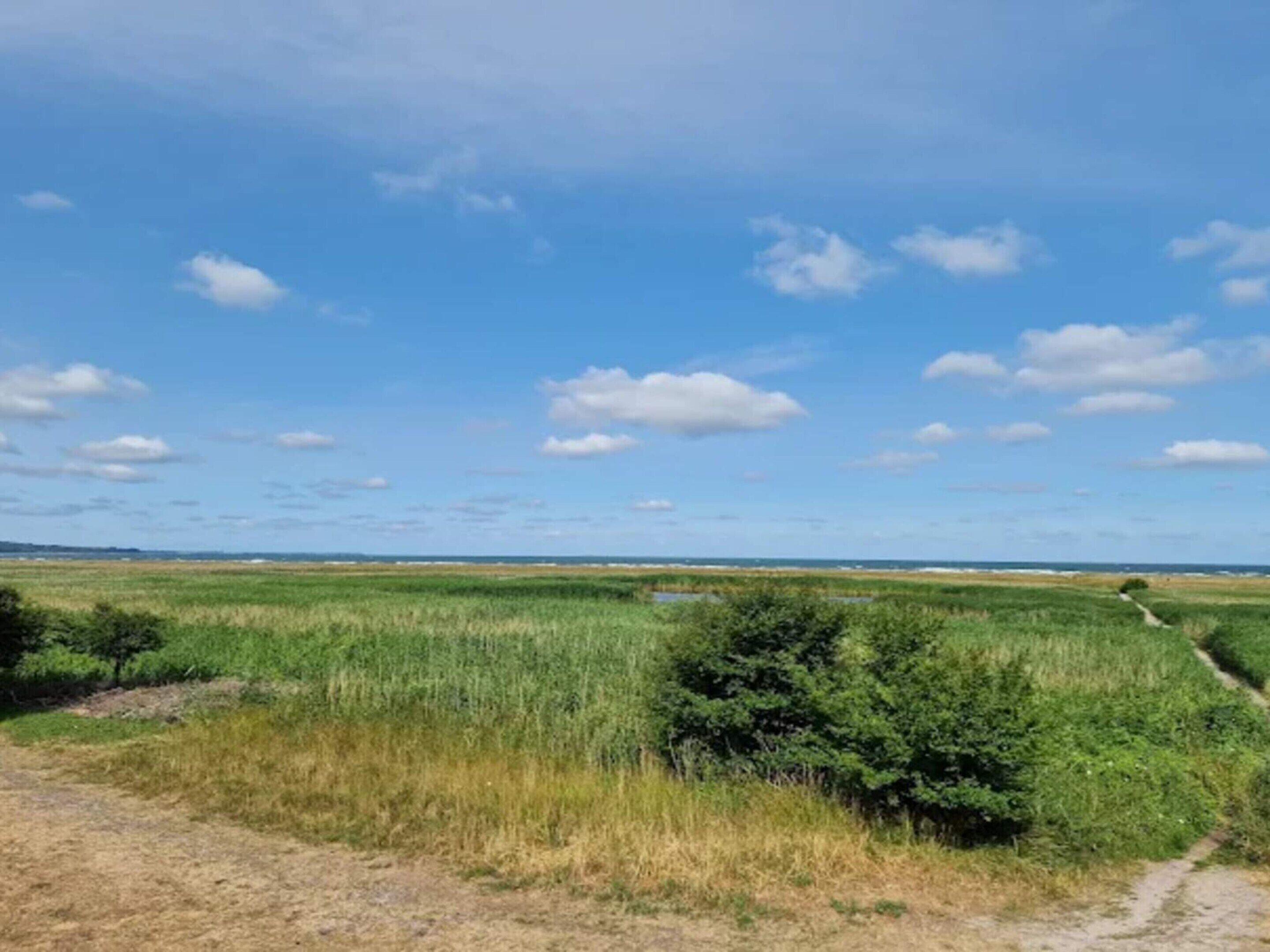 Un paisaje llano con un camino de tierra que atraviesa un campo de hierba alta y arbustos.