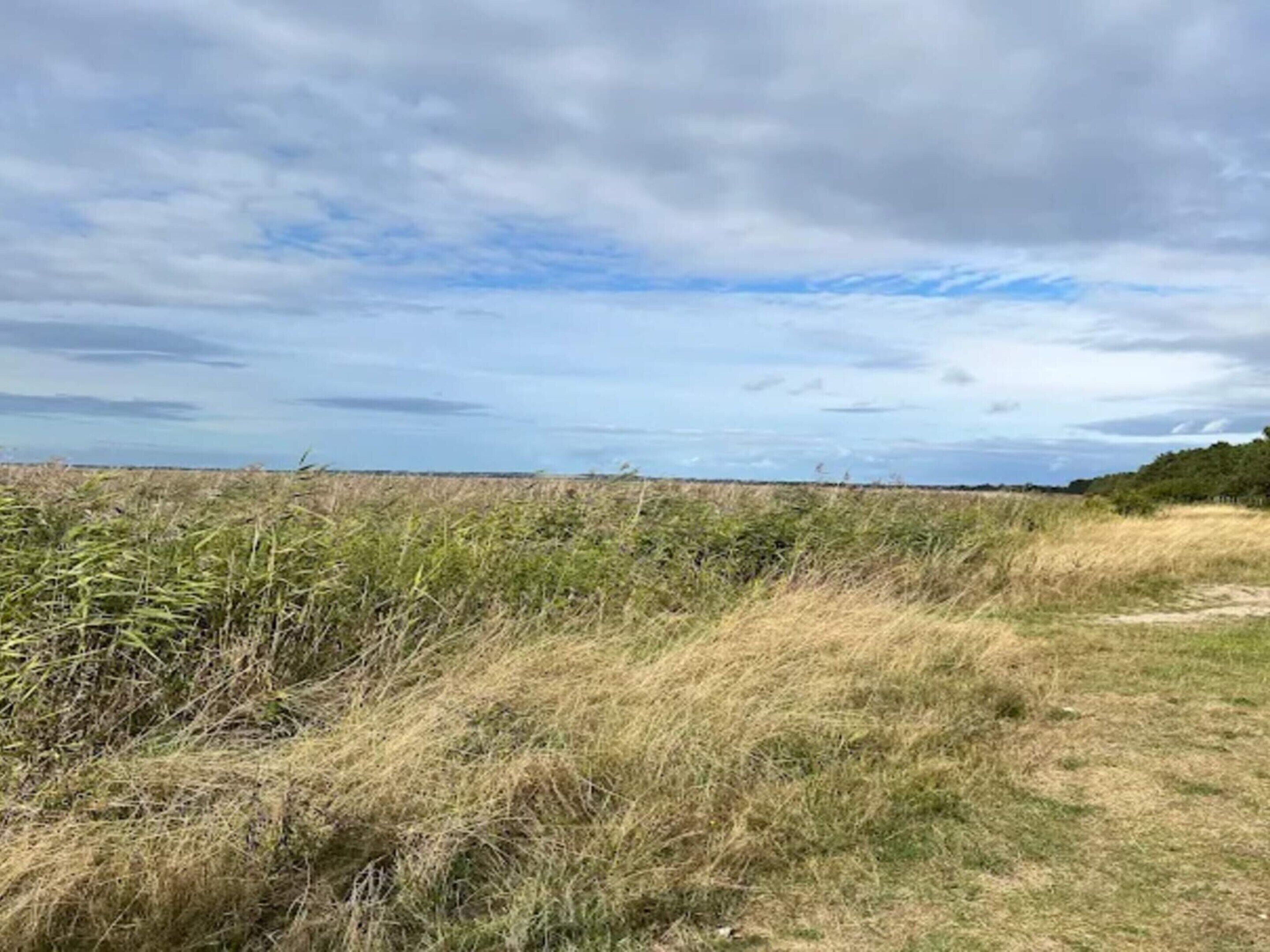 A field with tall grasses and a distant horizon under a cloudy sky.