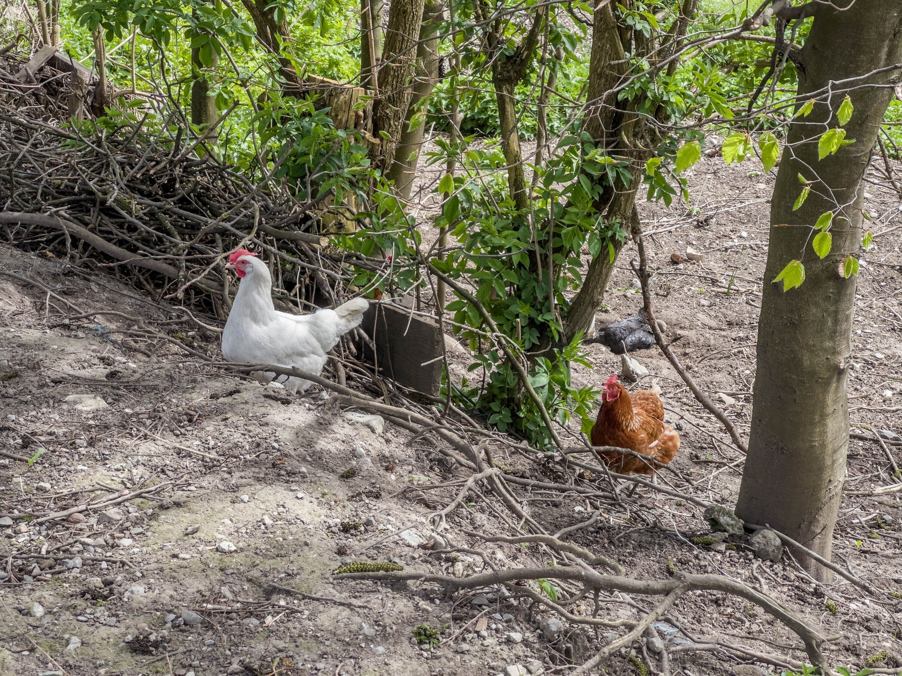 A natural outdoor setting with chickens and trees.