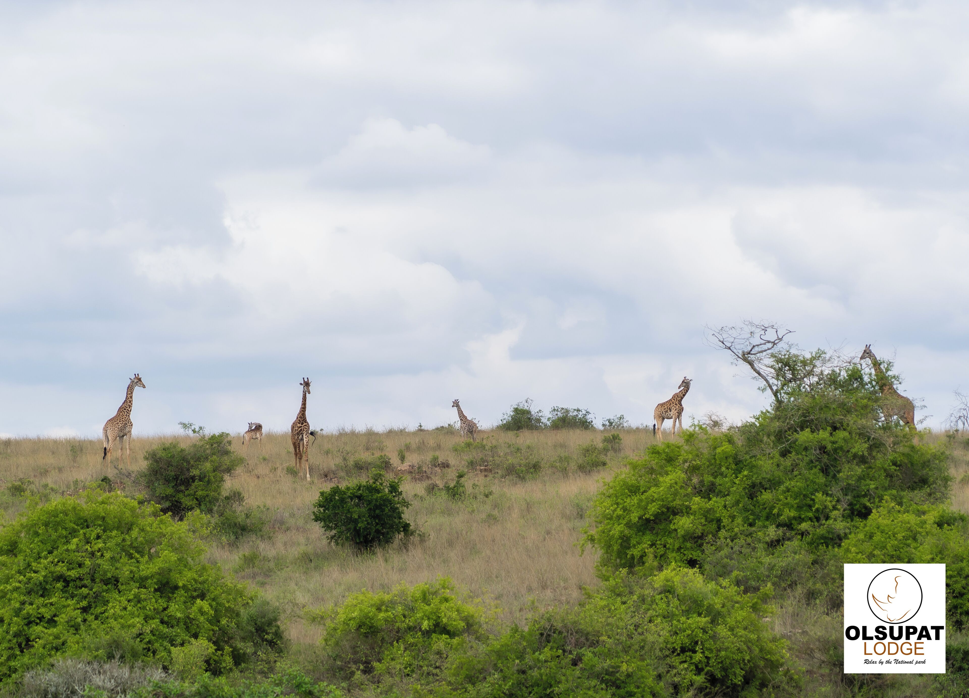 A natural landscape with giraffes and greenery, likely a safari park or reserve.