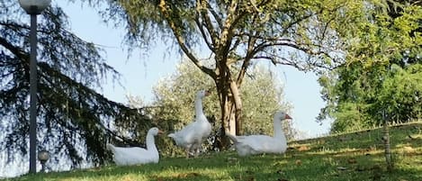 Trois oies blanches se trouvent sur une pente herbeuse, avec des arbres et un lampadaire en arrière-plan.