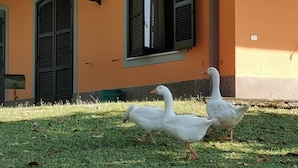 A building with orange walls and green shutters, a grassy area in front, and two white geese. - Poggio Bassotto, Your Peaceful Retreat Near the Heart of Rome (Sacrofano)