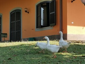 A building with orange walls and green shutters, a grassy area in front, and two white geese. - Poggio Bassotto, Your Peaceful Retreat Near the Heart of Rome (Sacrofano)