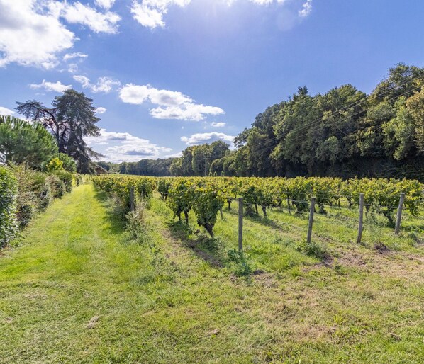 A vineyard with rows of grapevines under a clear sky.