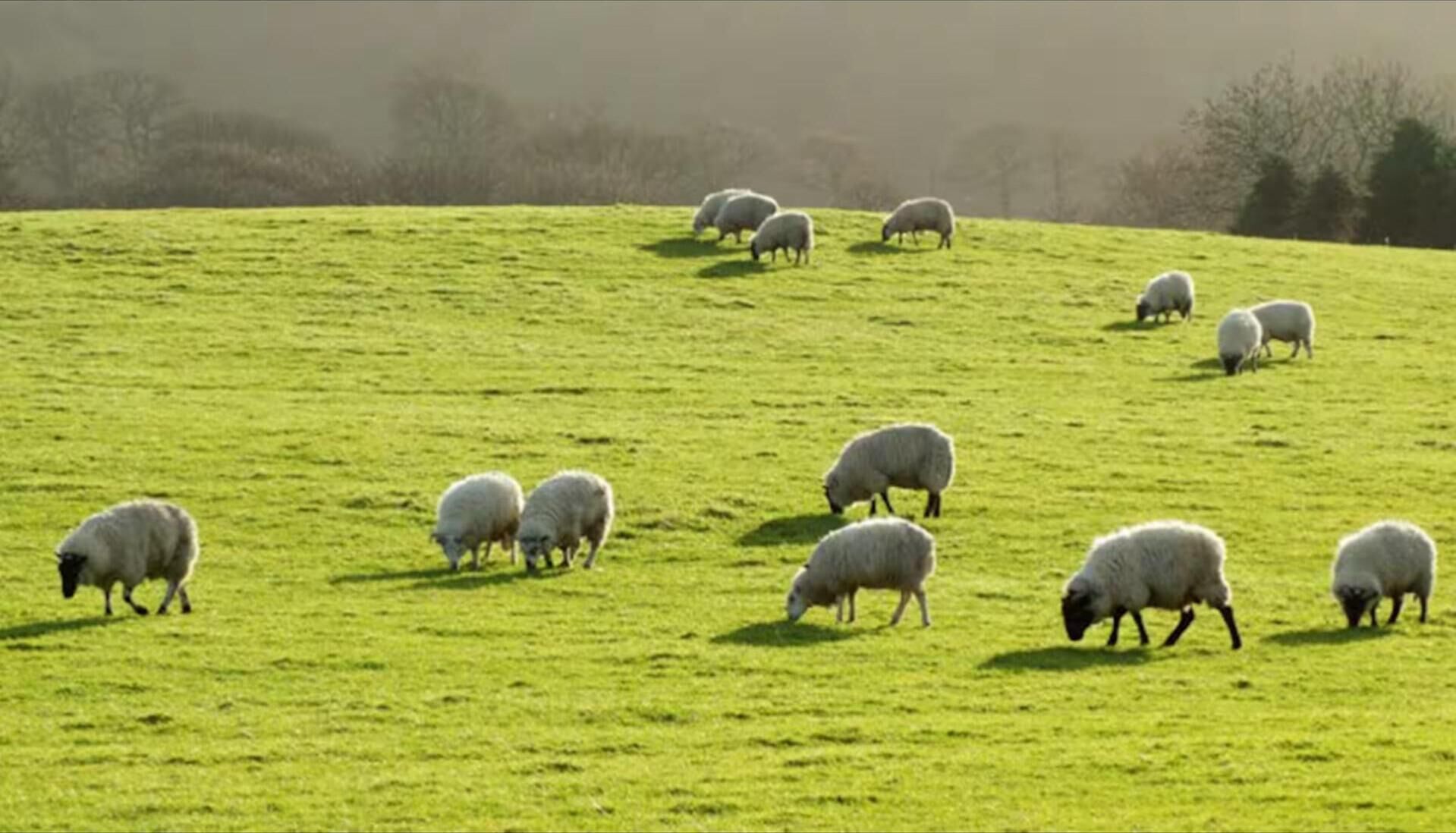 Un campo cubierto de pasto con ovejas pastando.