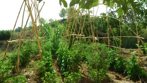 A garden with plants supported by wooden stakes.