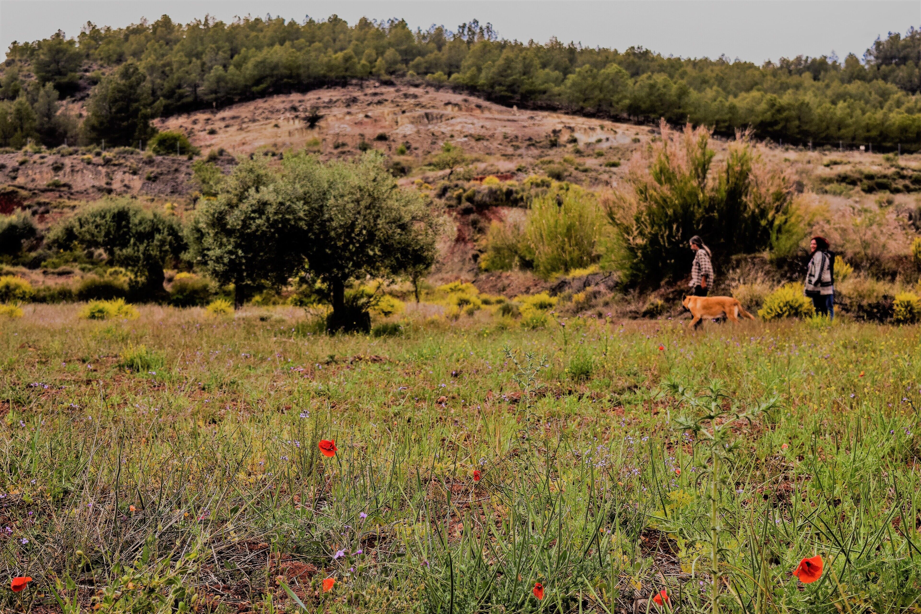 Paesaggio naturale con un terreno collinare, vegetazione rada e pochi fiori rossi sparsi.
