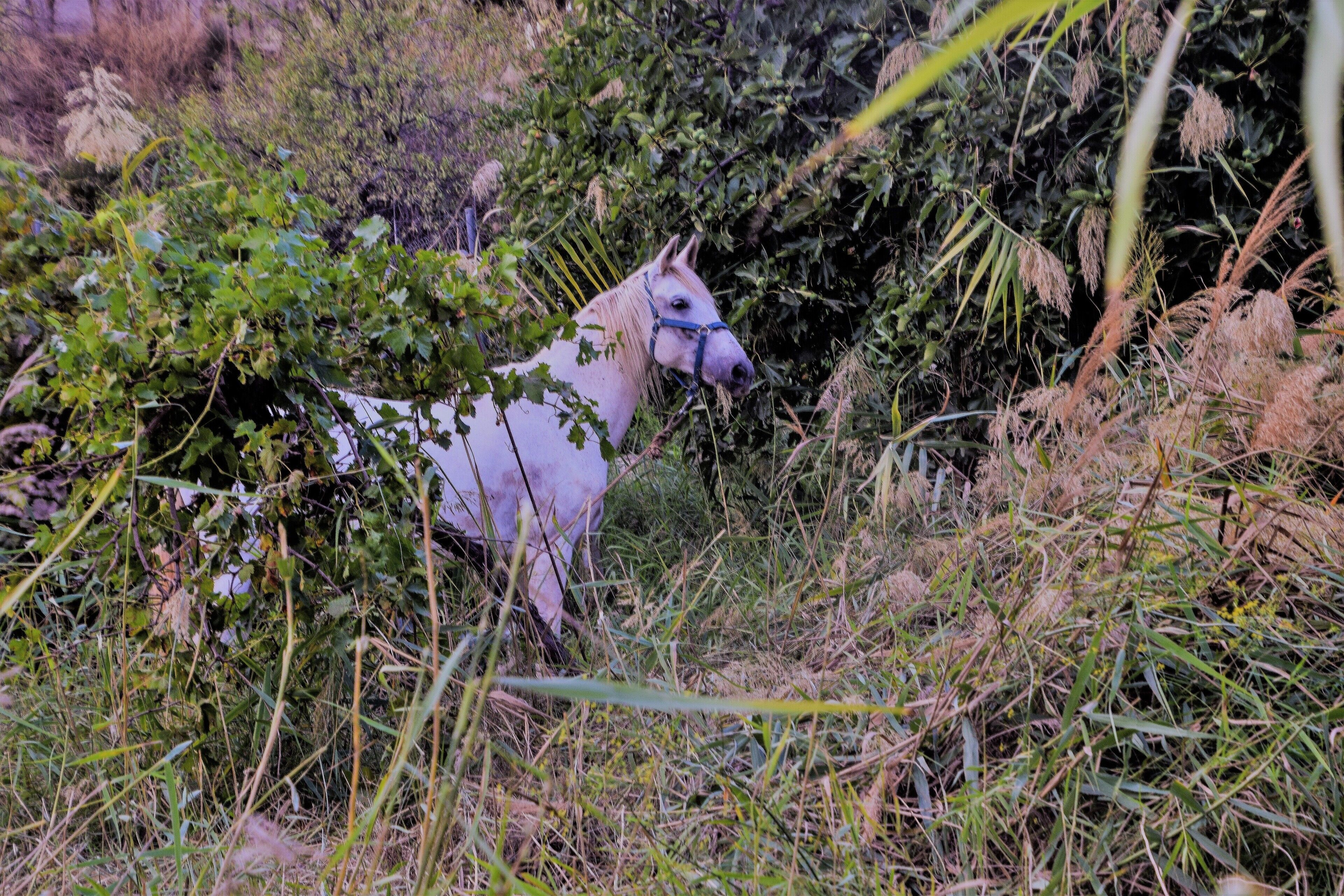 Een witte paard met een blauwe halster in een natuurlijk, begroeid grasgebied.