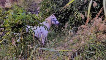 Een witte paard met een blauwe halster in een natuurlijk, begroeid grasgebied.