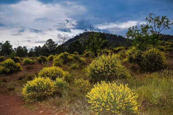 A natural landscape with yellow flowering bushes, a dirt path, and a hill with trees in the background.