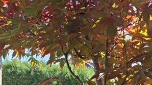 Un jardín con un árbol mostrando hojas otoñales, una planta en maceta y una zona verde.