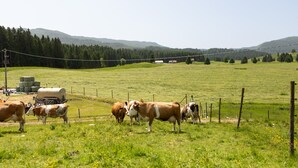A rural landscape with a fenced field, cows, and a tractor.