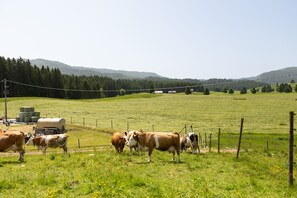 Miscellaneous - Agriturismo Filippon- Room Bosco (Tambre)