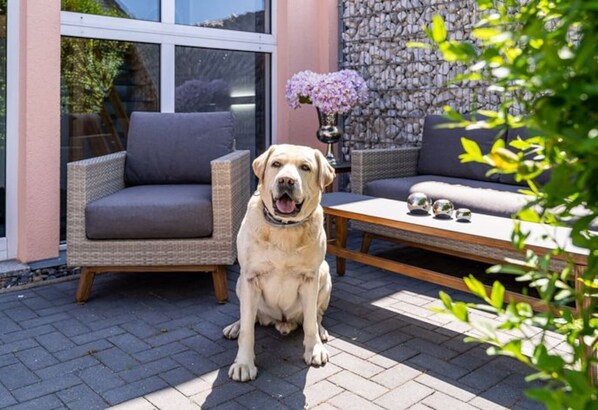 A dog sitting on a patio with outdoor furniture and a stone wall in the background.