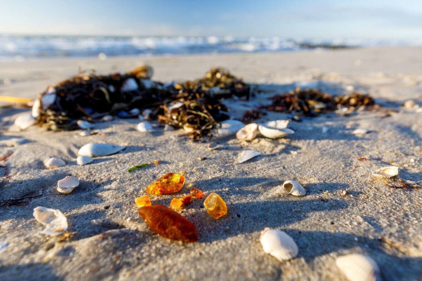 A sandy beach with scattered seaweed and shells.