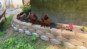 A garden area with chickens, a wooden bench, and a stone wall.