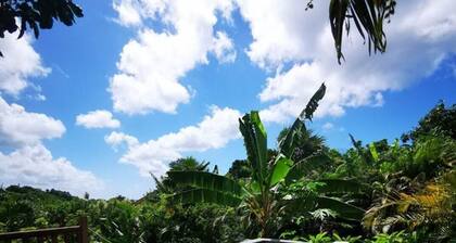 Following the Horizon of the Balisiers