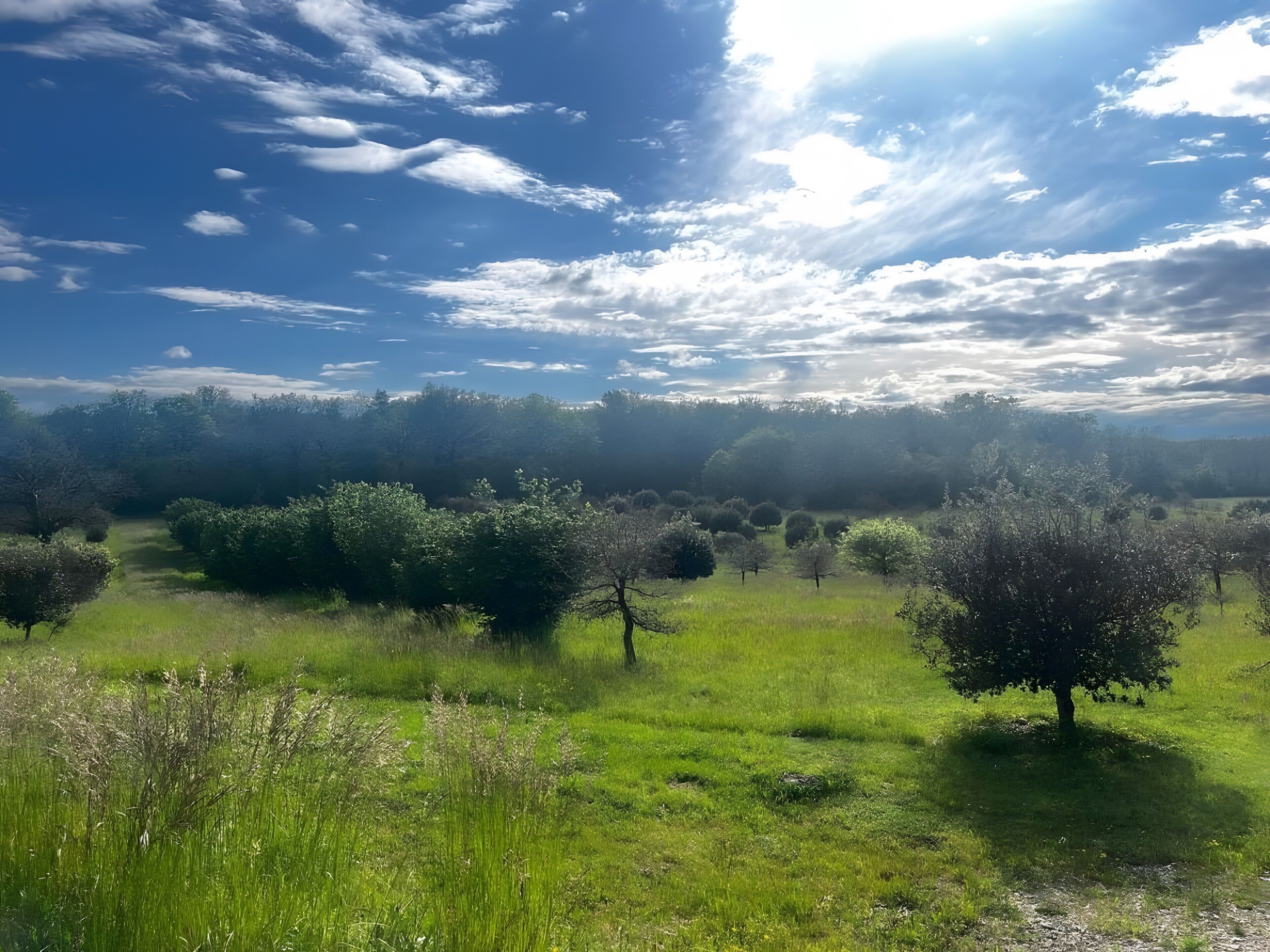 A natural landscape with trees and grass.