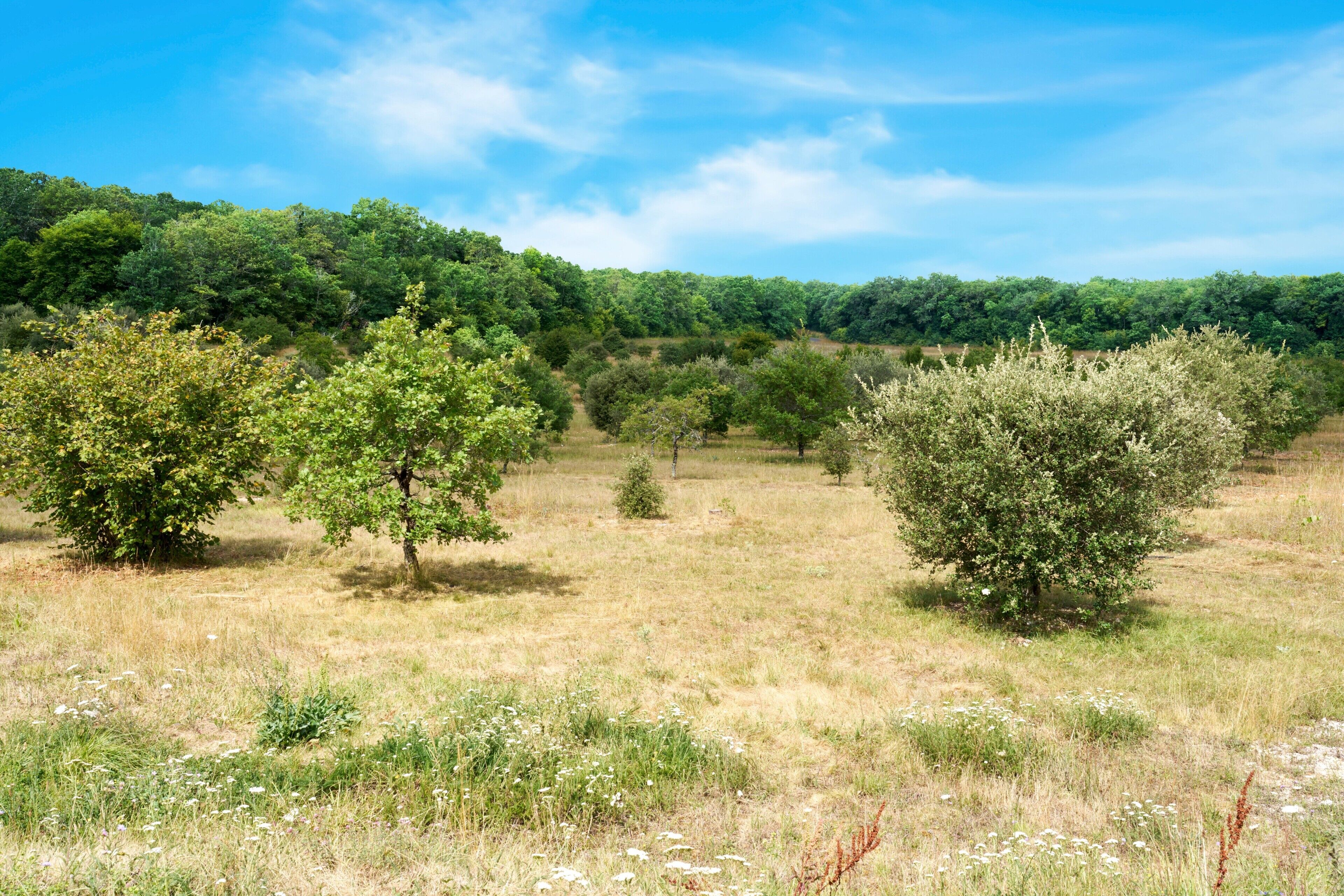 A natural landscape with trees and a clear sky.