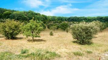 A natural landscape with trees and a clear sky.