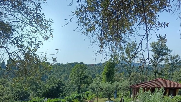 A swimming pool with a clear blue water, surrounded by a garden with various plants and a small house in the background.