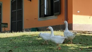 A building with orange walls and green shutters, a grassy area in front, and two white geese.