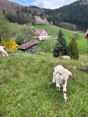 A grassy field with a small building and a house in the background.