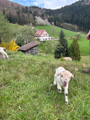 Un campo cubierto de hierba con un edificio pequeño y una casa al fondo.