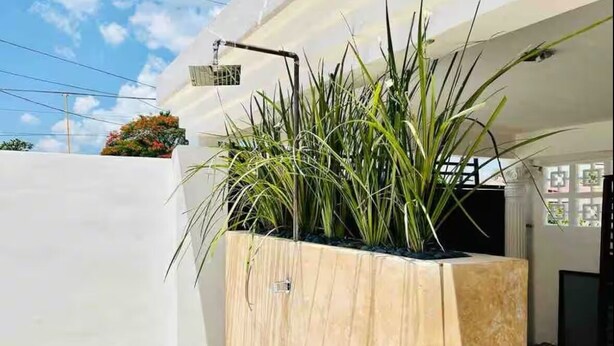A wooden planter box with tall green plants.