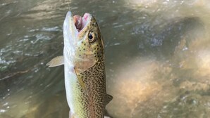 A fish in clear water with a rocky background.