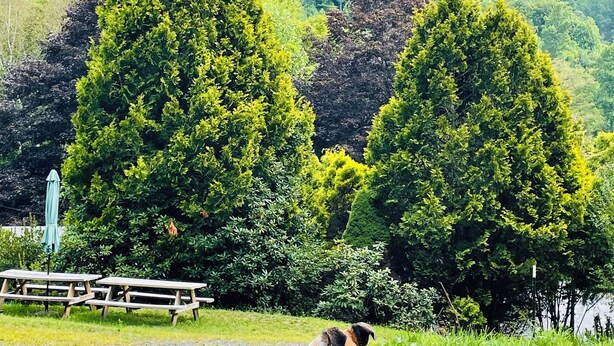 A dog lying on grass with picnic tables and a bench in the background, surrounded by lush greenery and trees.