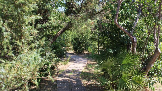 A pathway surrounded by dense foliage and trees.