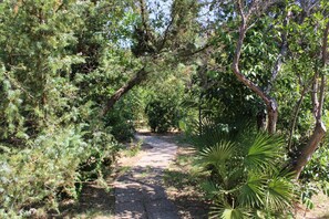 A pathway surrounded by dense foliage and trees.