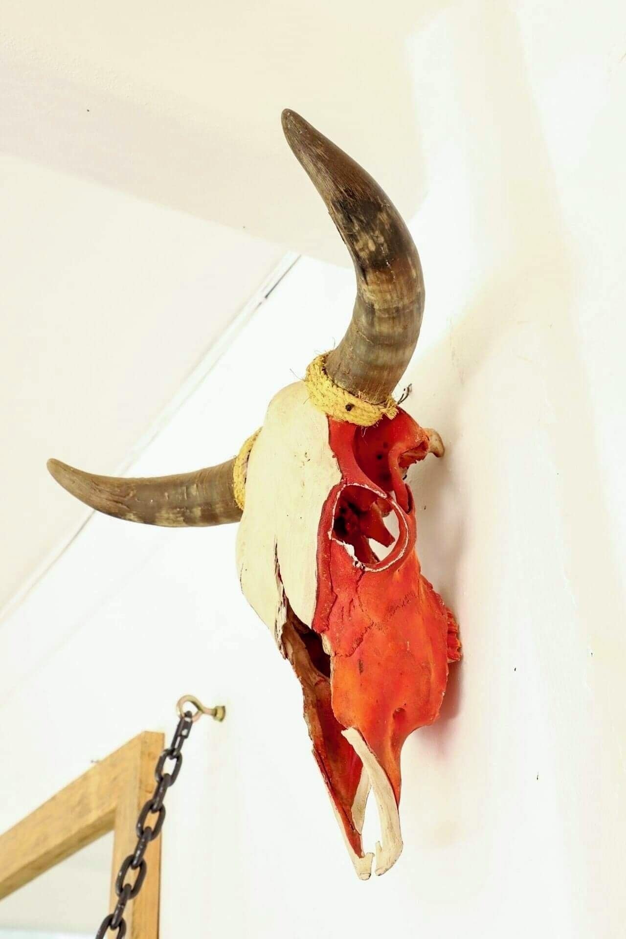 A skull with horns mounted on a wall.
