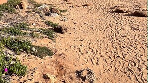 Une plage avec des bâtiments en arrière-plan, un ciel dégagé et un rivage sablonneux.