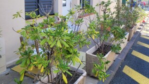 Un edificio con fachada color crema, contraventanas oscuras y una fila de macetas con plantas a lo largo de la acera.