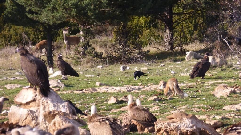 Eine natürliche Landschaft mit Vögeln und Rehwild.